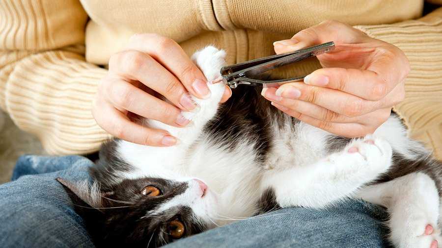 Чистить уши кошке в домашних условиях не сложно: инструкция