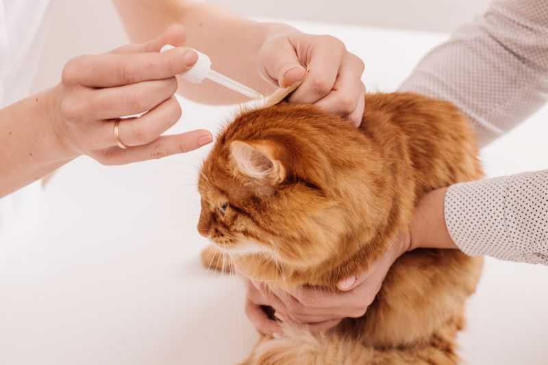 Как вылечить насморк кошке в домашних условиях? - «айболит плюс» - сеть ветеринарных клиник