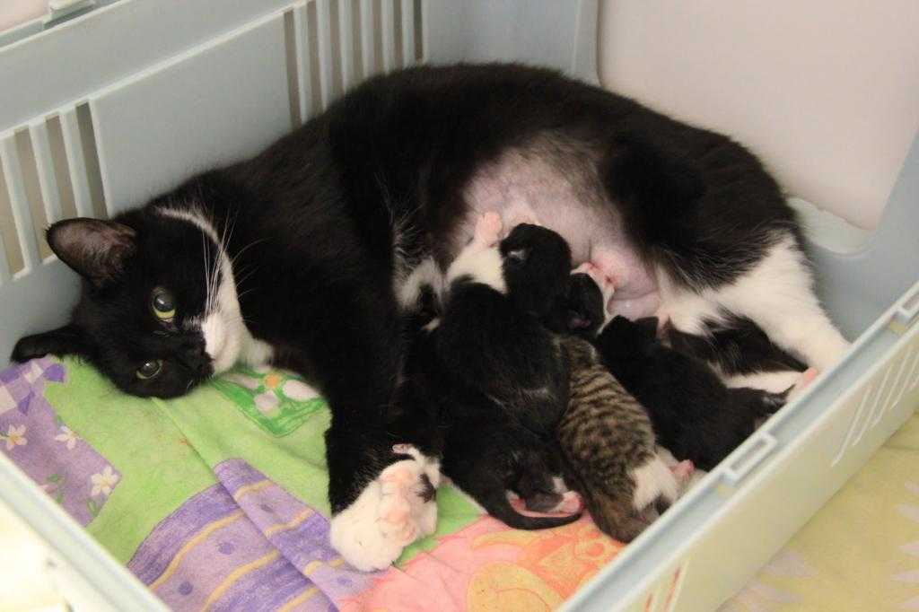 Сколько котят рожает кошка: всё о кошачьей беременности от а до я. ваша кошка «в положении» — сколько может родить молодая кошка