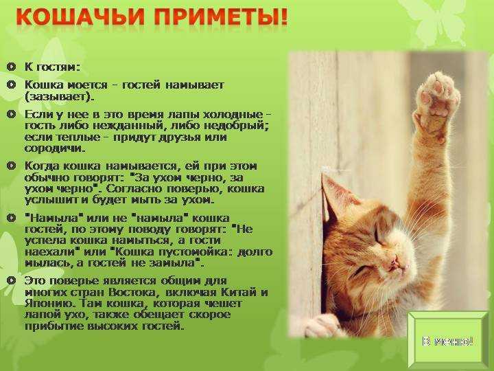 73 приметы про кошек в доме (суеверия, поверья)