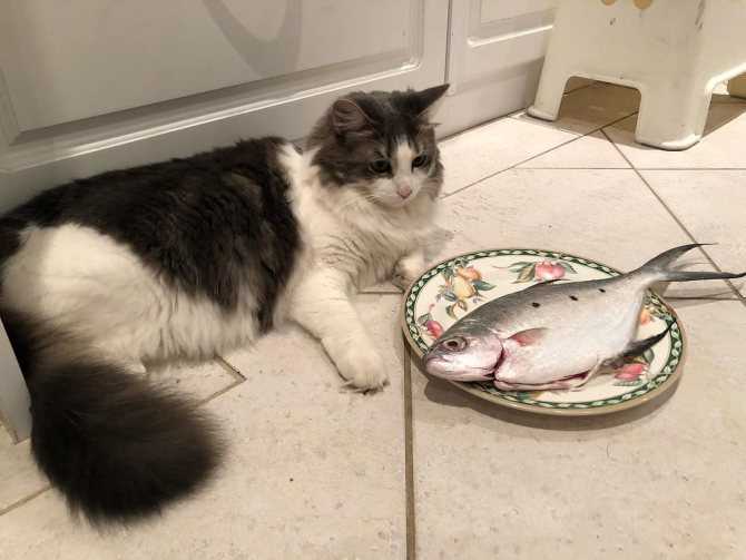 Почему кастрированным котам нельзя рыбу