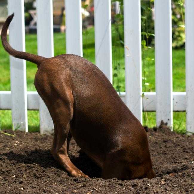 Почему собака роет ямы во дворе: причины и способы их устранения
