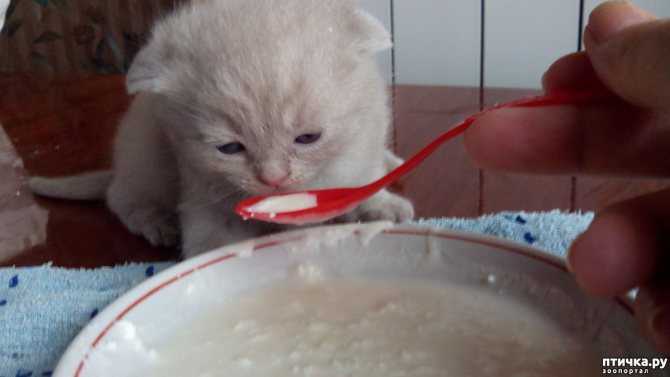Как приучить котенка пить воду из миски, банки, что делать, если не пьет