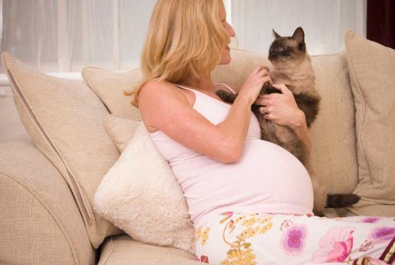 Чувствует ли кот беременность хозяйки