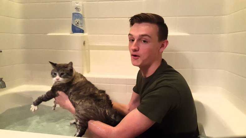 Можно ли кота мыть обычным шампунем, почему нельзя мыть кошку человеческим шампунем для взрослых людей, можно ли купать котенка детским средством?