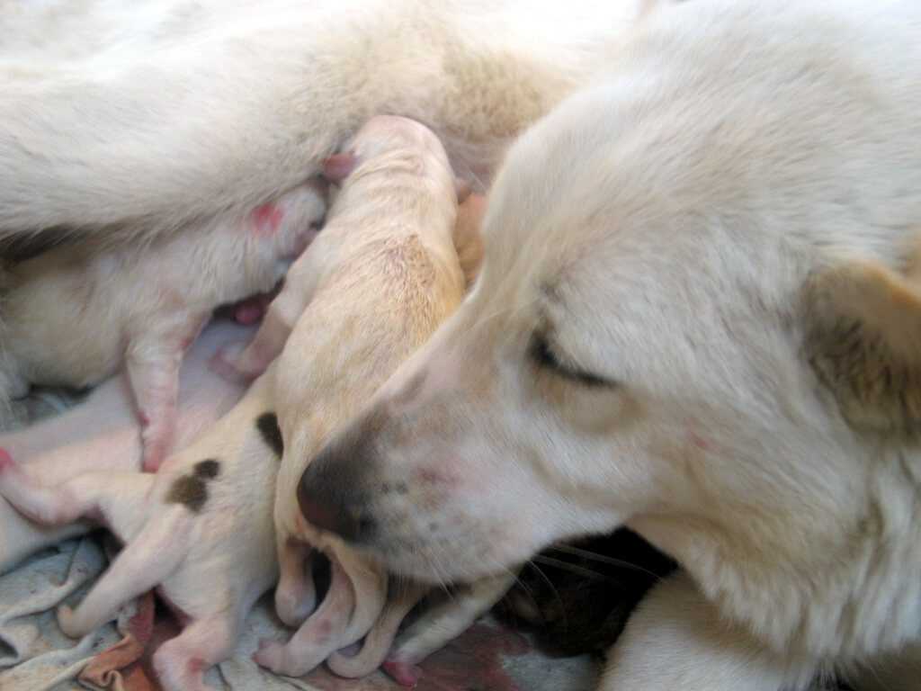 Ложная беременность у собаки: особенности и причины
