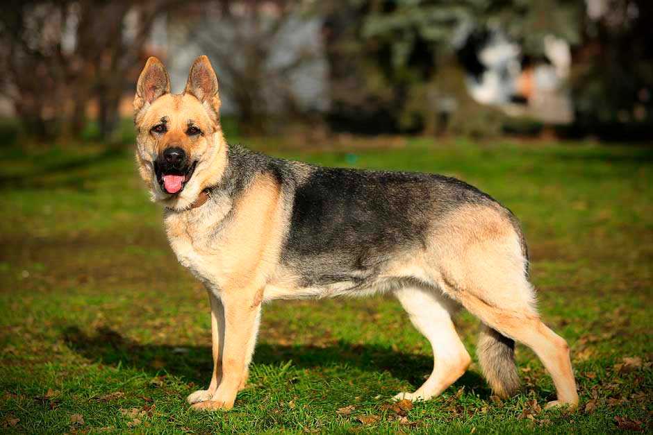 Восточно-европейская овчарка: характеристика собаки, описание породы, продолжительность жизни, щенки