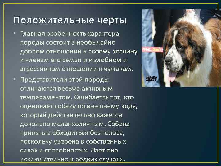Собака командор или венгерская овчарка: фото и описание породы, особенности дрессировки и содержания породы