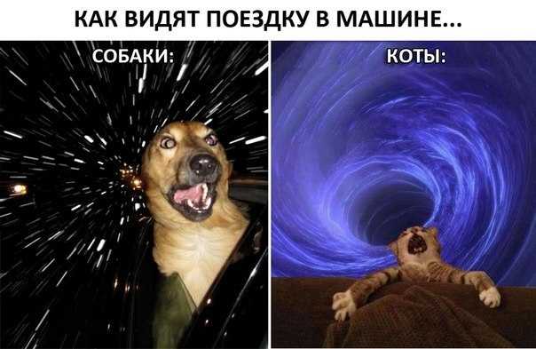 Собака бросается на людей на улице?кто виноват?что делать? (wolcha.ru)
