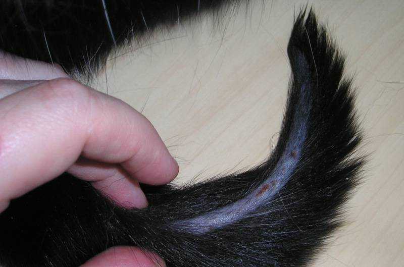 Сальный хвост у кота: фото, причины и лечение