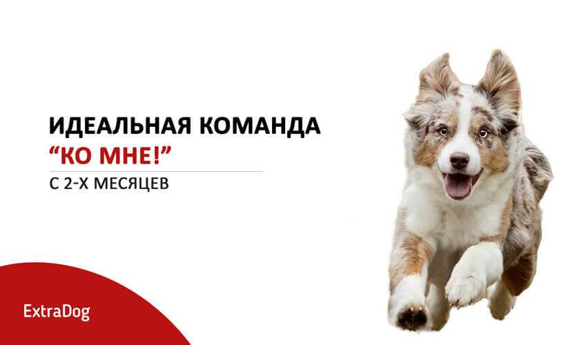 Как научить собаку приносить палку, игрушку, мячик: возраст дрессировки и разучивание команды «апорт»