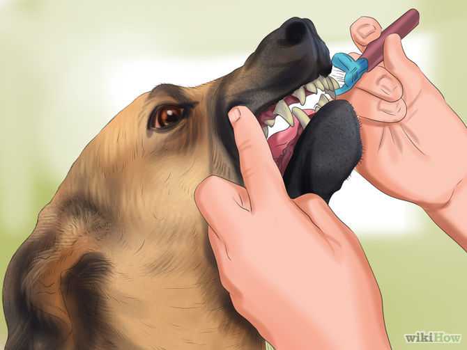 Почему от собаки пахнет псиной – способы устранения запаха