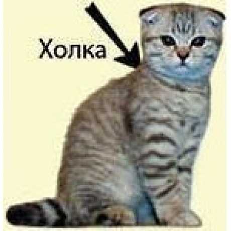Где у кошки находится холка и как ее найти - oozoo.ru