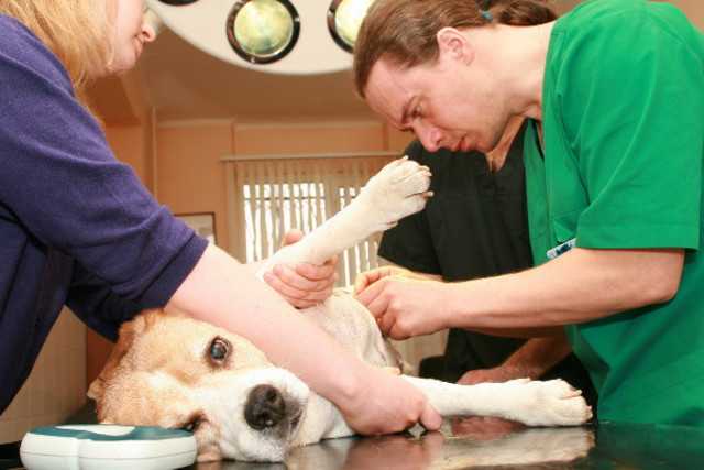 Когда делать стерилизацию собаки — до или после течки и можно ли делать во время