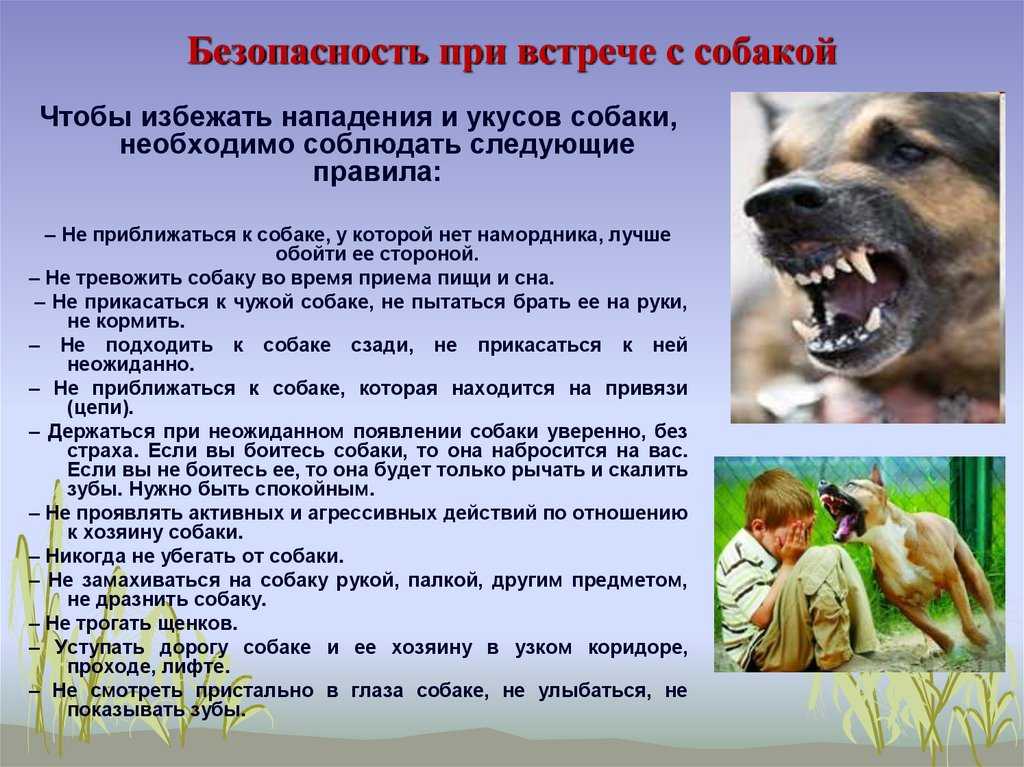 ᐉ как отучить щенка рычать, когда его берут на руки - ➡ motildazoo.ru