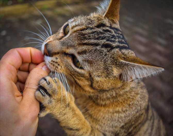 Кошка лижет руки и лицо человека — 5 причин, что делать, почему кот постоянно облизывается