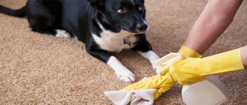 Причины неприятного запаха от собаки