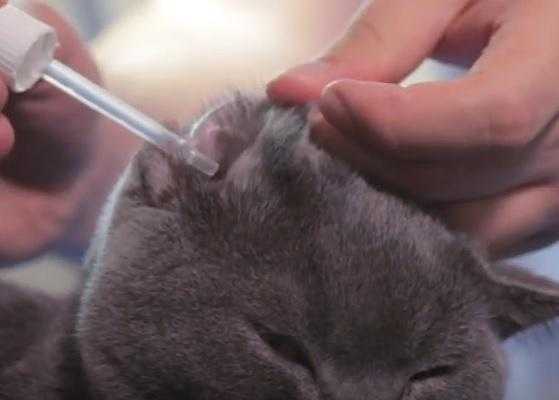 Как правильно почистить уши кошке в домашних условиях и в каких случаях процедура необходима?