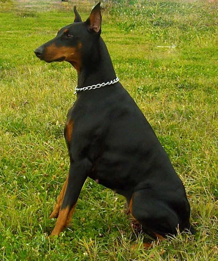 Доберман-пинчер: характеристика породы и фото щенков собаки