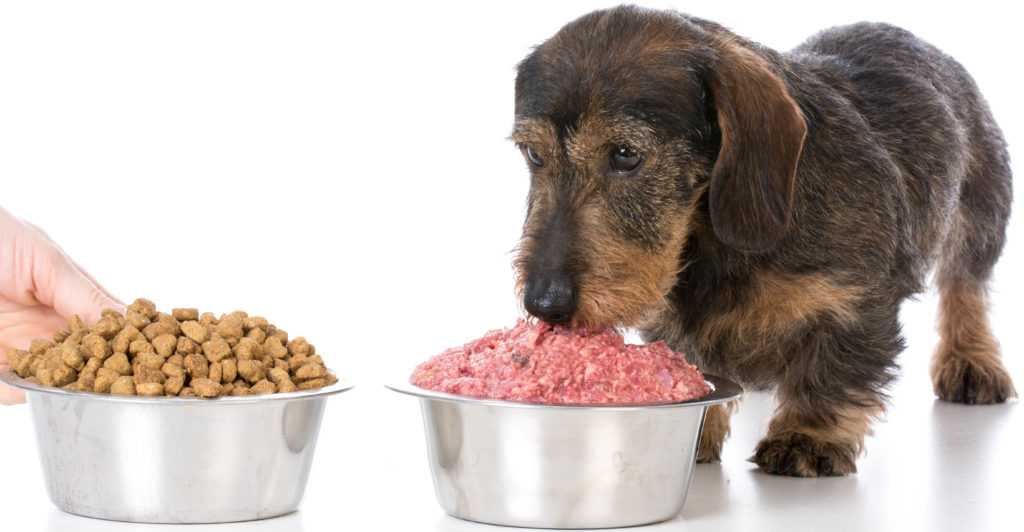 Как рассчитать суточную норму корма для собаки