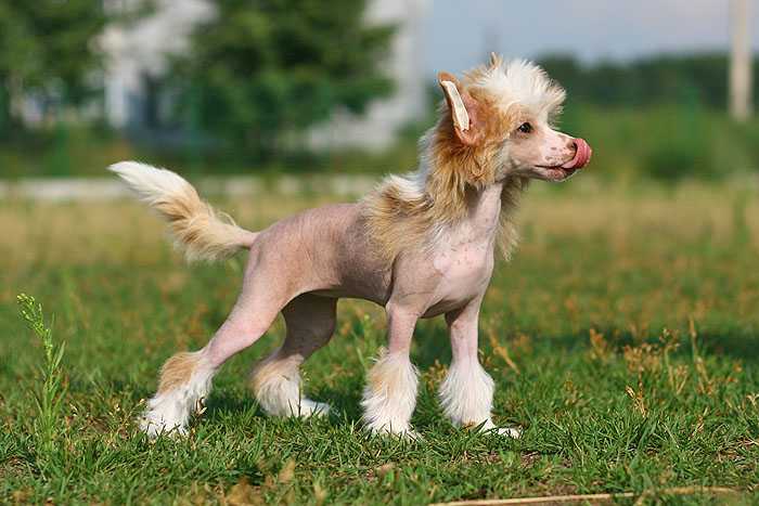 Китайская хохлатая собака 🐶 фото, описание, характер, факты, плюсы, минусы собаки ✔