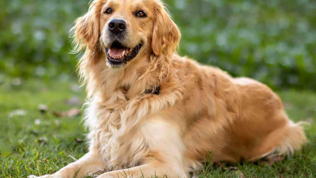 Золотистый (голден) ретривер: описание и характер собаки, фото, уход