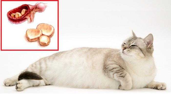 Лечение мочекаменной болезни у кошек в домашних условиях, питание и профилактика