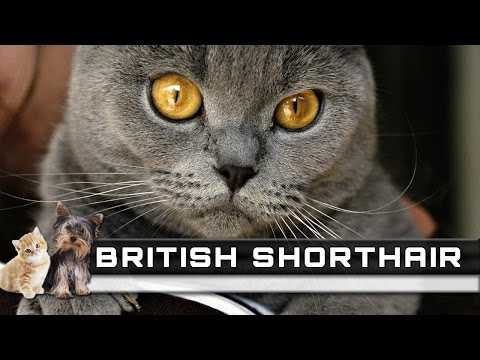 Список окрасов британских кошек