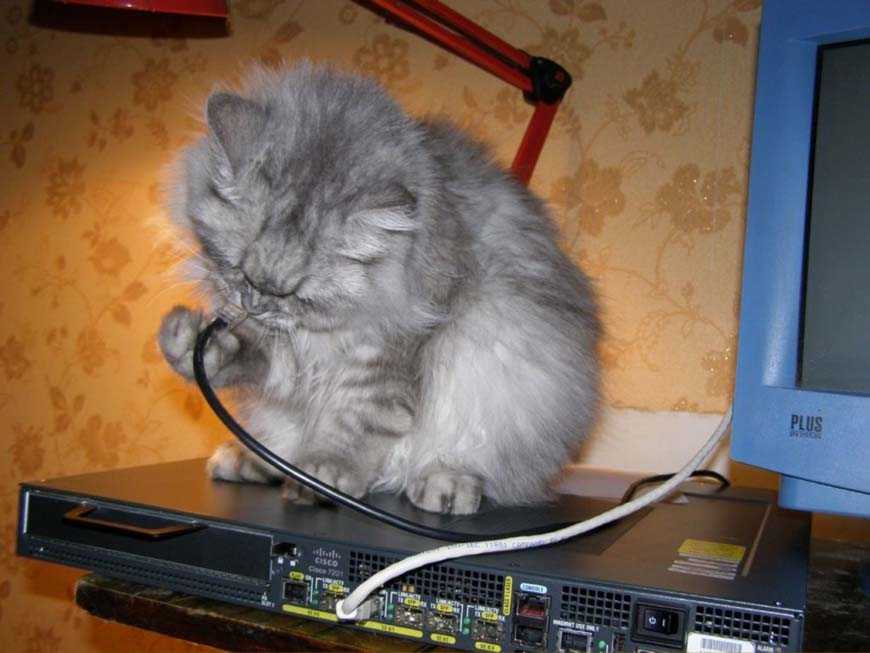 ᐉ как отучить кошку грызть провода?