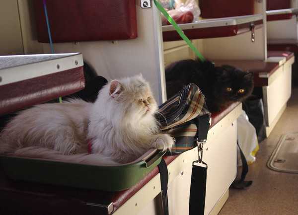 Как перевозить кошек в поезде?
