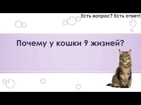 Почему у кота и кошки 7 жизней, а может 9? правда ли? описание +видео | buzzbabble.ru