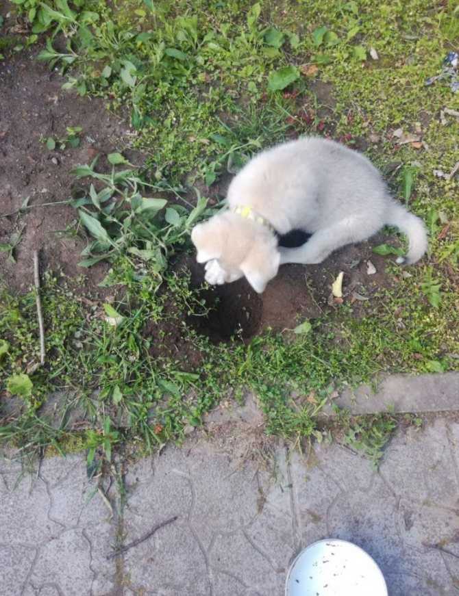 Собака роет яму возле дома