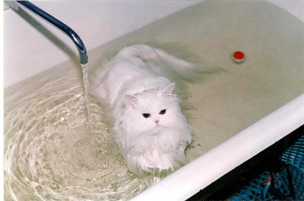 Почему кошки боятся воды: причины, о которых вы знали или только догадывались