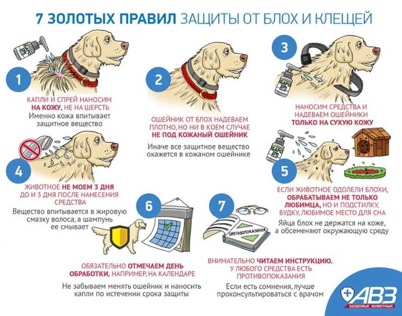 Как защитить собаку от клещей