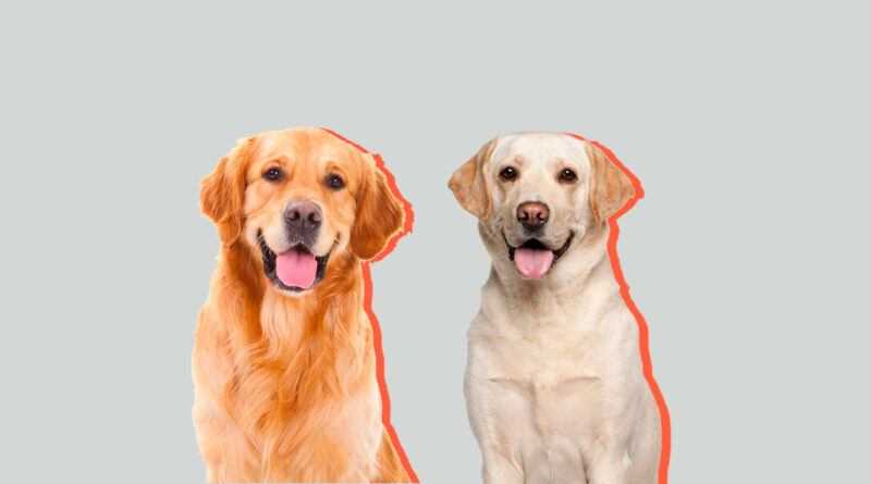 Лабрадор и ретривер: в чем разница между породами собак :: syl.ru
