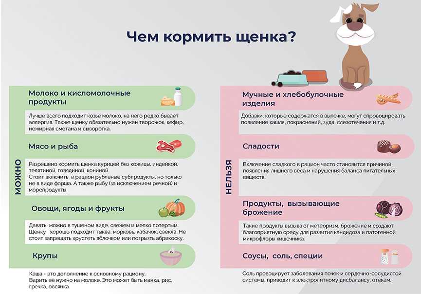 Сколько раз в день кормить щенка? – pet-mir.ru