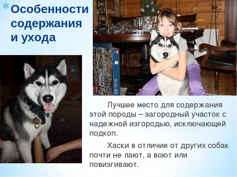 Сибирский хаски собака. описание, особенности, уход и цена сибирской хаски | sobakagav.ru