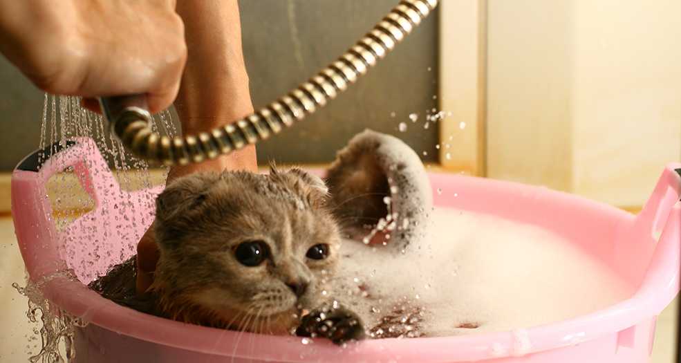 Как помыть кота в домашних условиях