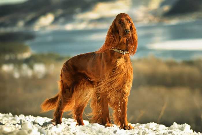 Ирландский сеттер фото, красный или золотистый сеттер цена щенка, описание и характеристика, отзывы