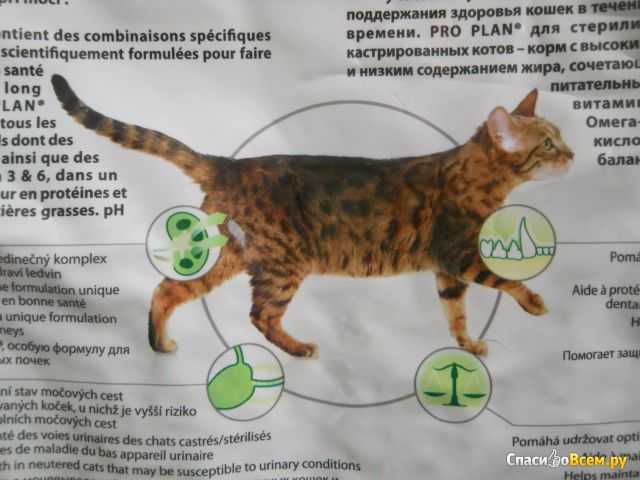Сколько живут персидские коты в домашних условиях
