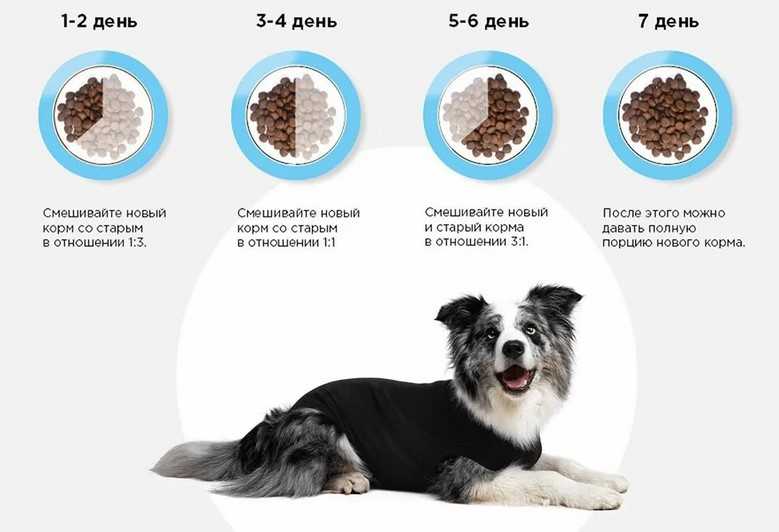 Приучаем собаку или щенка к сухому корму: правила перехода на промышленные корма