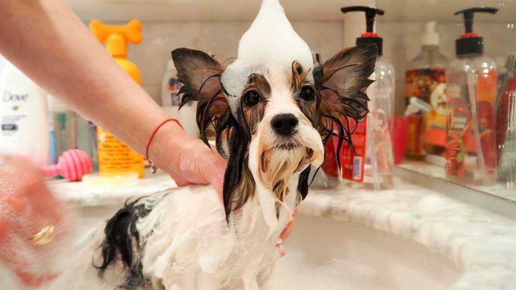 Как помыть собаку – правила и средства гигиены