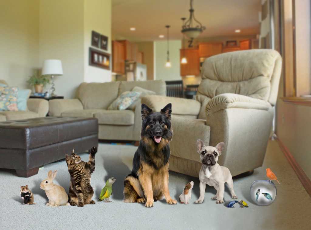 Породы собак для квартиры (66 фото): какую лучше завести? как выбрать спокойную домашнюю собаку? правила содержания квартирных собак
