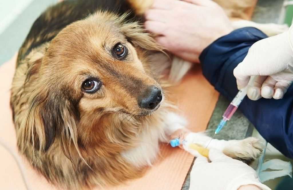 Акральный дерматит у собак: симптомы и лечение