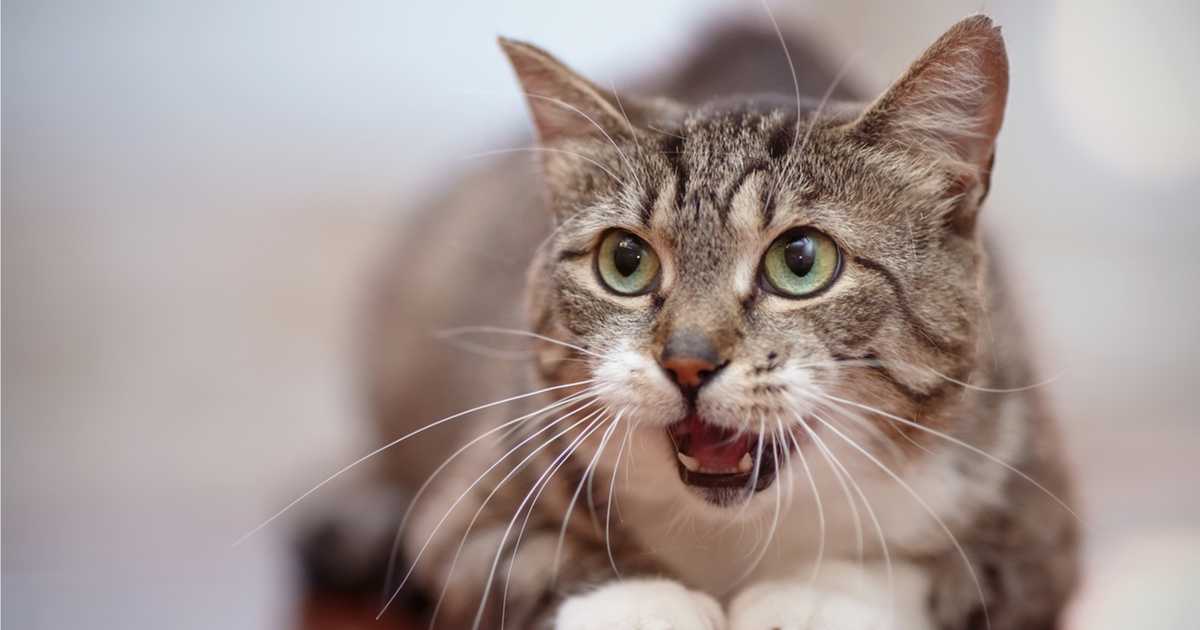 Кот с открытым ртом, тяжелым и частым дыханием – причины состояния, первая помощь, диагностика, лечение