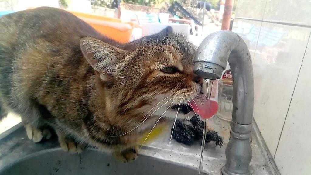 Питье воды при covid-19