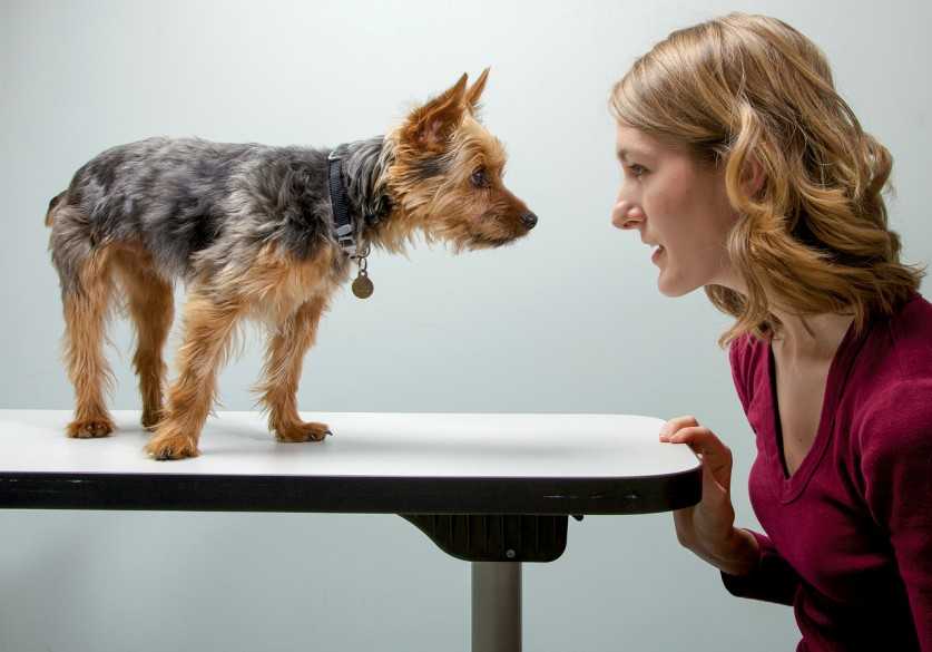 Как показать собаке, что ты вожак: 5 типов поведения настоящего хозяина