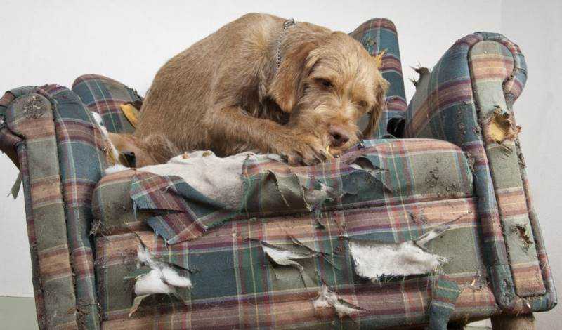 Как отучить собаку грызть мебель – 8 простых и верных способов