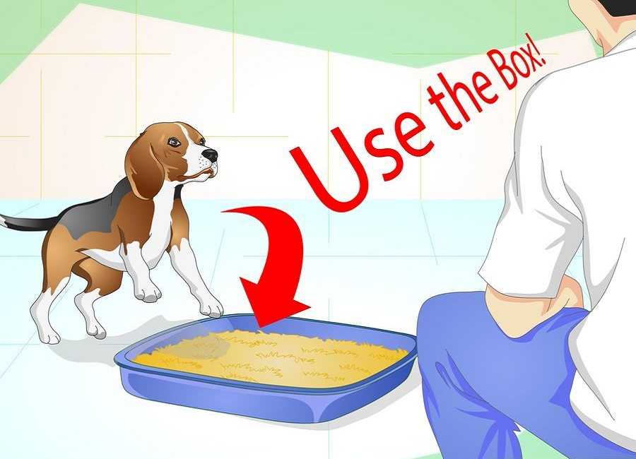 Перевод щенка на сухой корм: советы и рекомендации