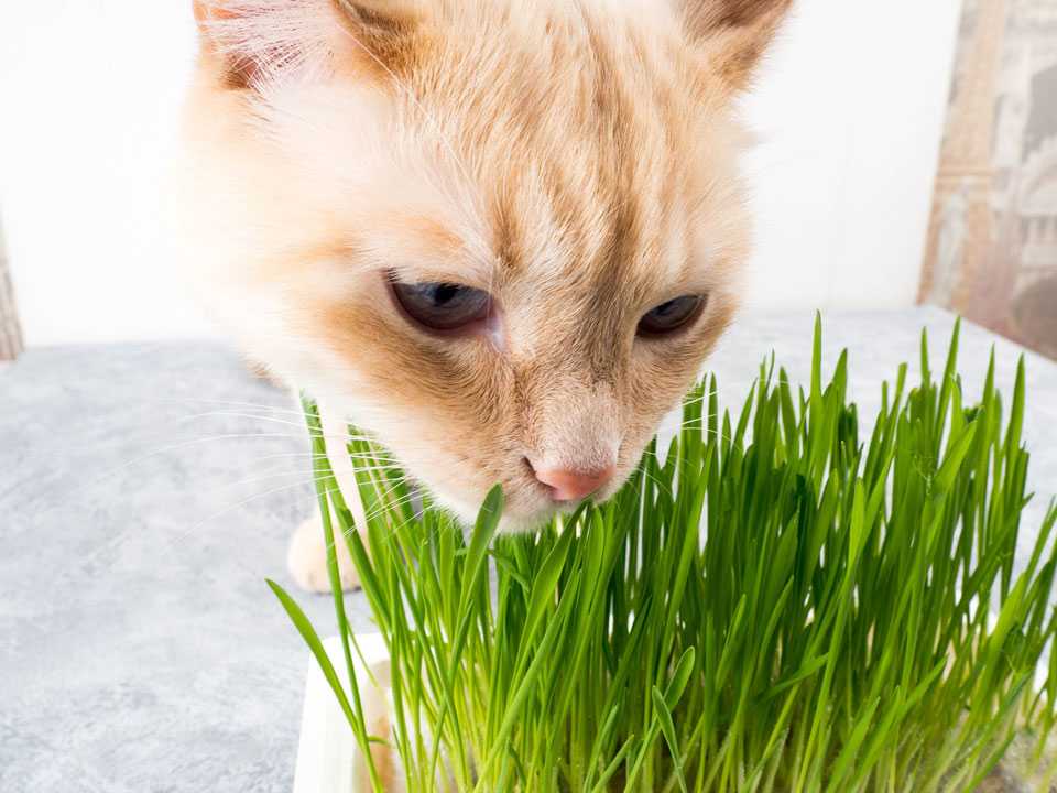 Трава для кошек: нужно ли кошке есть траву и с какого возраста начать давать?